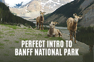Discover Banff and Its Wildlife in Banff National Park