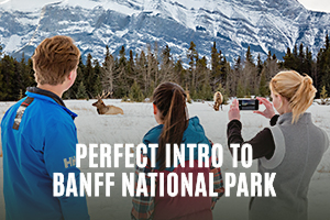 Discover Banff and It's Wildlife