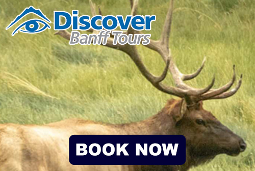 Evening Wildlife Safari